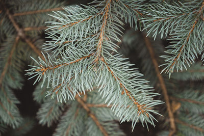 Close-up of pine tree leaves during winter