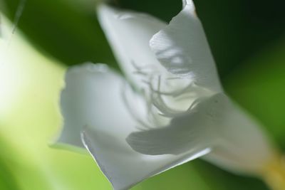 Close-up of white rose flower