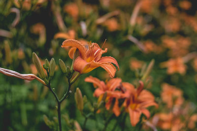 Close-up of day lily flowers blooming outdoors