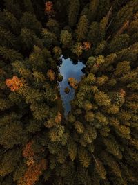 High angle view of tree in forest during autumn