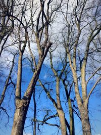 Low angle view of bare trees against blue sky