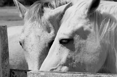 Close-up of horse