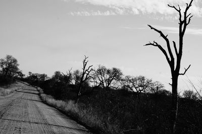 Bare trees on road against sky