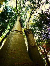 Low angle view of trees