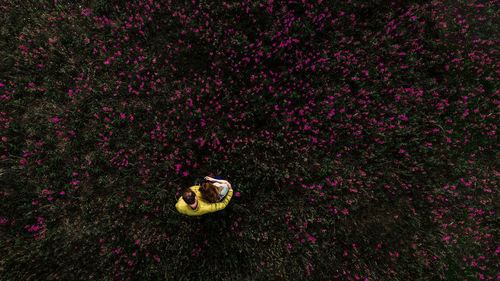 High angle view of ladybug on flower