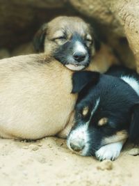 Close-up of a dog sleeping