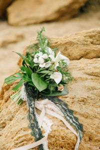 Close-up of white flowering plant on rock