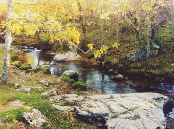 River flowing through rocks in forest