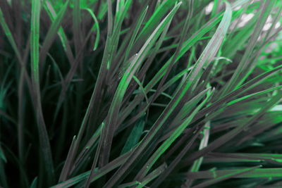 Close-up of grass growing in field