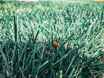 Close-up of ladybug on grass