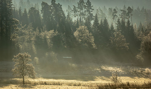 Trees on field in forest during winter