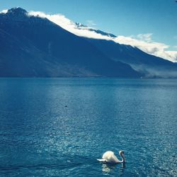 Swan swimming in sea against mountains