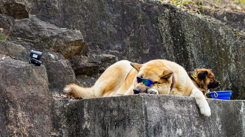 Dogs relaxing on rock