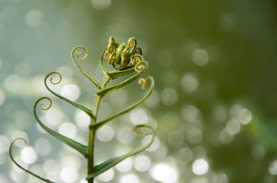 Close-up of plant