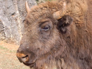 Close-up of a horse in a field