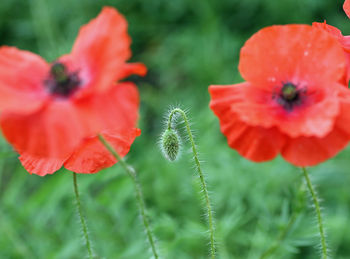 Close-up of red poppy on plant