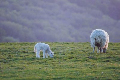 Sheep grazing in a field