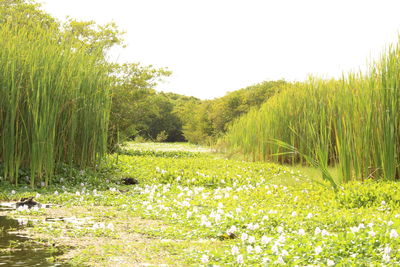 Scenic view of field against clear sky