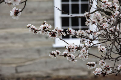 Apple blossoms in spring