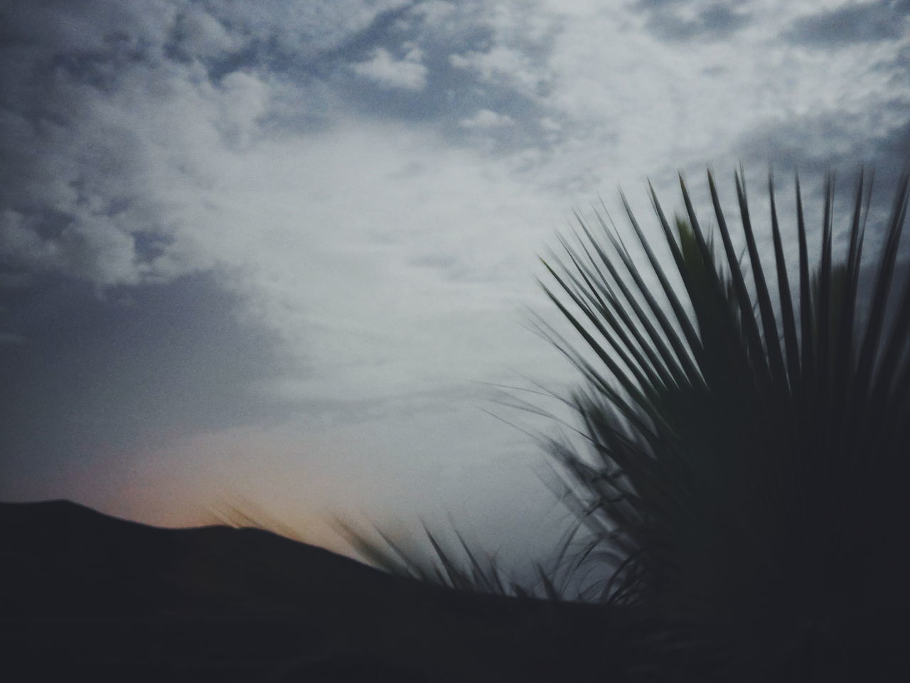 cloud - sky, sky, beauty in nature, tranquility, no people, nature, tranquil scene, scenics - nature, silhouette, plant, palm tree, tree, leaf, outdoors, palm leaf, dusk, day, land, tropical climate, idyllic