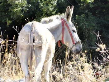 Horse on field