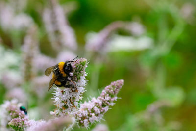 Close-up of bee pollinating on flower