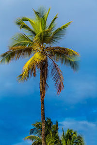 Low angle view of palm tree against blue sky