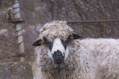 Close-up of an animal