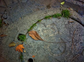 Leaves on ground