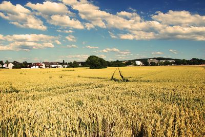 Scenic view of agricultural field against sky