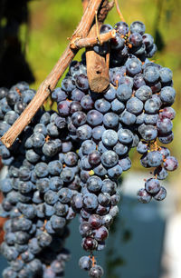 Close-up of grapes growing in vineyard