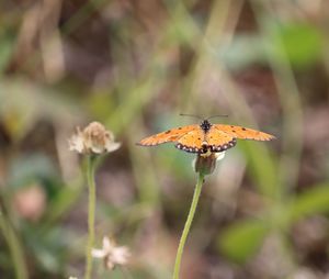 Close-up of butterfly pollinating on flower