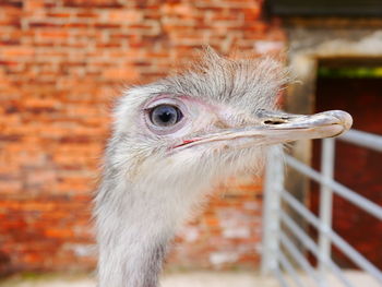 Close-up of ostrich against blurred background