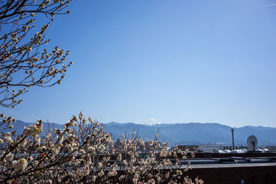 View of flowering plants against clear blue sky