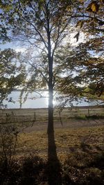 Trees on field against sky