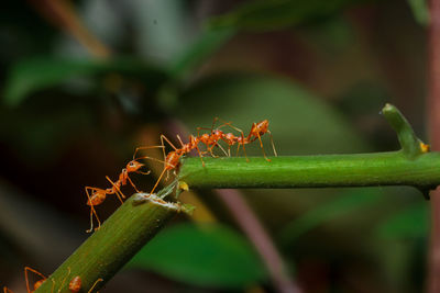 Close-up of ant on plant