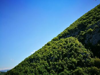 Low angle view of tree in forest against clear blue sky