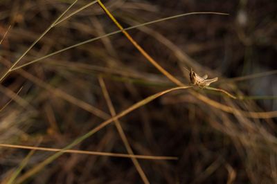 Close-up of dried plant