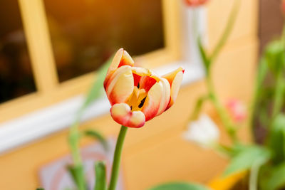 Close-up of red tulip at home