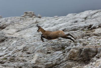 Mountain goat jumping against rock