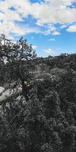 Low angle view of trees on mountain against sky