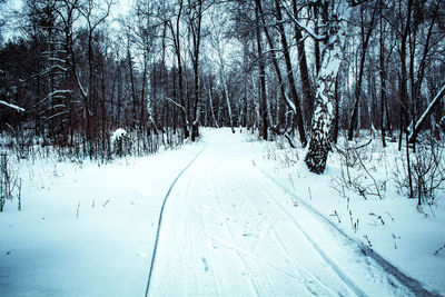 Snow covered land amidst trees during winter