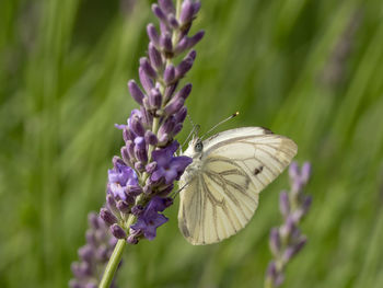 Close-up of butterfly on purple flower