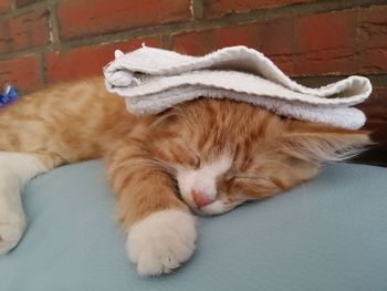 Close-up of cat lying on sofa at home