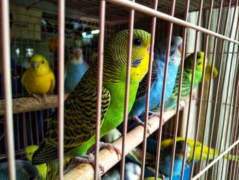 Close-up of parrot in cage