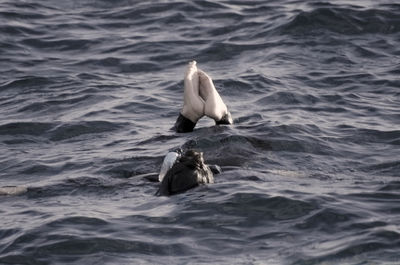 Person swimming in sea