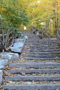 Steps amidst trees during autumn