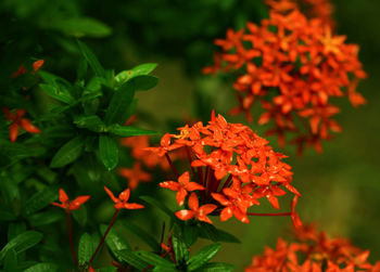 Close-up of red flowering plant