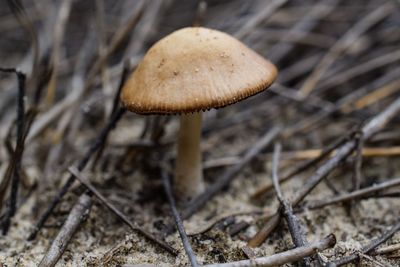 Close-up of mushrooms growing in forest