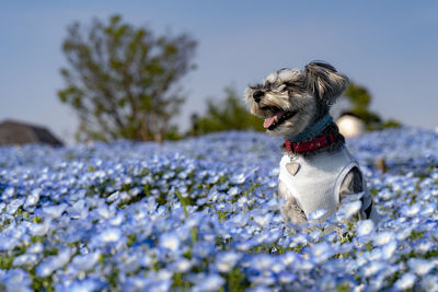 Close-up of a dog on flower